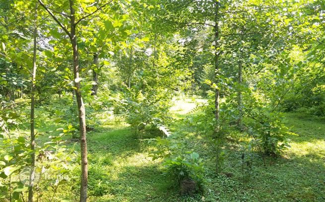 Участок возле речки для коттеджной застройки в Чакви (Чаисубани)