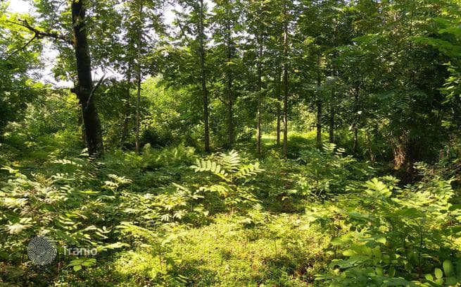 Участок возле речки для коттеджной застройки в Чакви (Чаисубани), фото 4