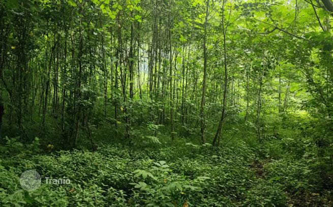 Земельный участок в Национальном парке в пригороде Батуми рядом с горной речкой, фото 5