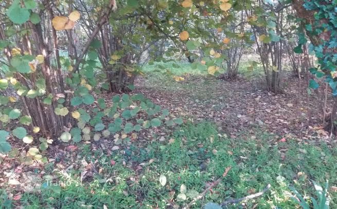 Первая линяя от моря в районе батумского Ботанического сада, фото 3