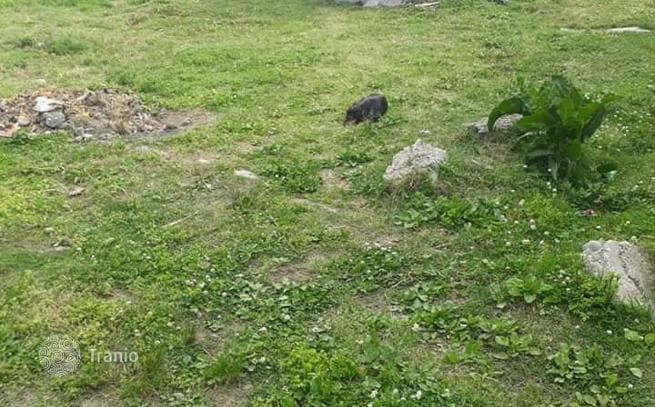 В городе Батуми срочно продается земельный участок не сельскохозяйственного назначения